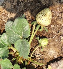 Fragaria sp